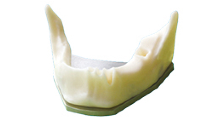 TM-T3 Anatomically Bone mandible